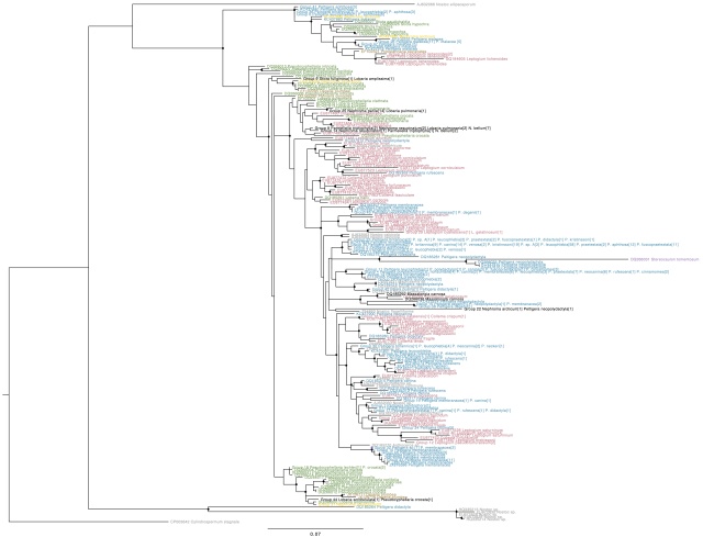 Nostoc rbcX phylogeny, coloured by host family (purple: Stereocaulaceae, green: Lobariaceae, blue: Peltigerales, red: Collemetaceae, yellow: Nephromataceae, brown: Pannariaceae). Names in black indicate genotypes found in more than one group. Names in grey indicate non-lichenized strains. Circles on internal nodes indicate aLRT ≥0.9.