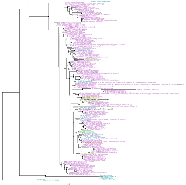 Nostoc rbcX phylogeny, coloured by type of association (purple: lichen photobionts, green: plant symbionts, blue: free-living, red: fungal endosymbiont). Names in black indicate genotypes found in more than one group. Circles on internal nodes indicate aLRT ≥0.9.