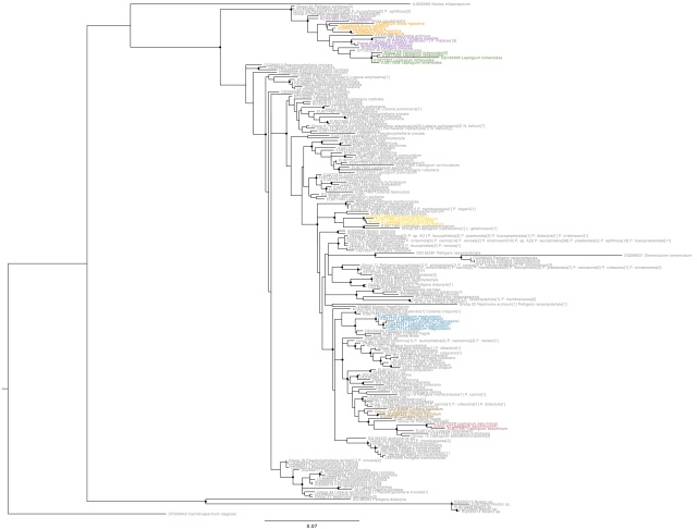 Nostoc rbcX phylogeny, coloured by host species Names in grey indicate non-specialist hosts. Circles on internal nodes indicate aLRT ≥0.9.