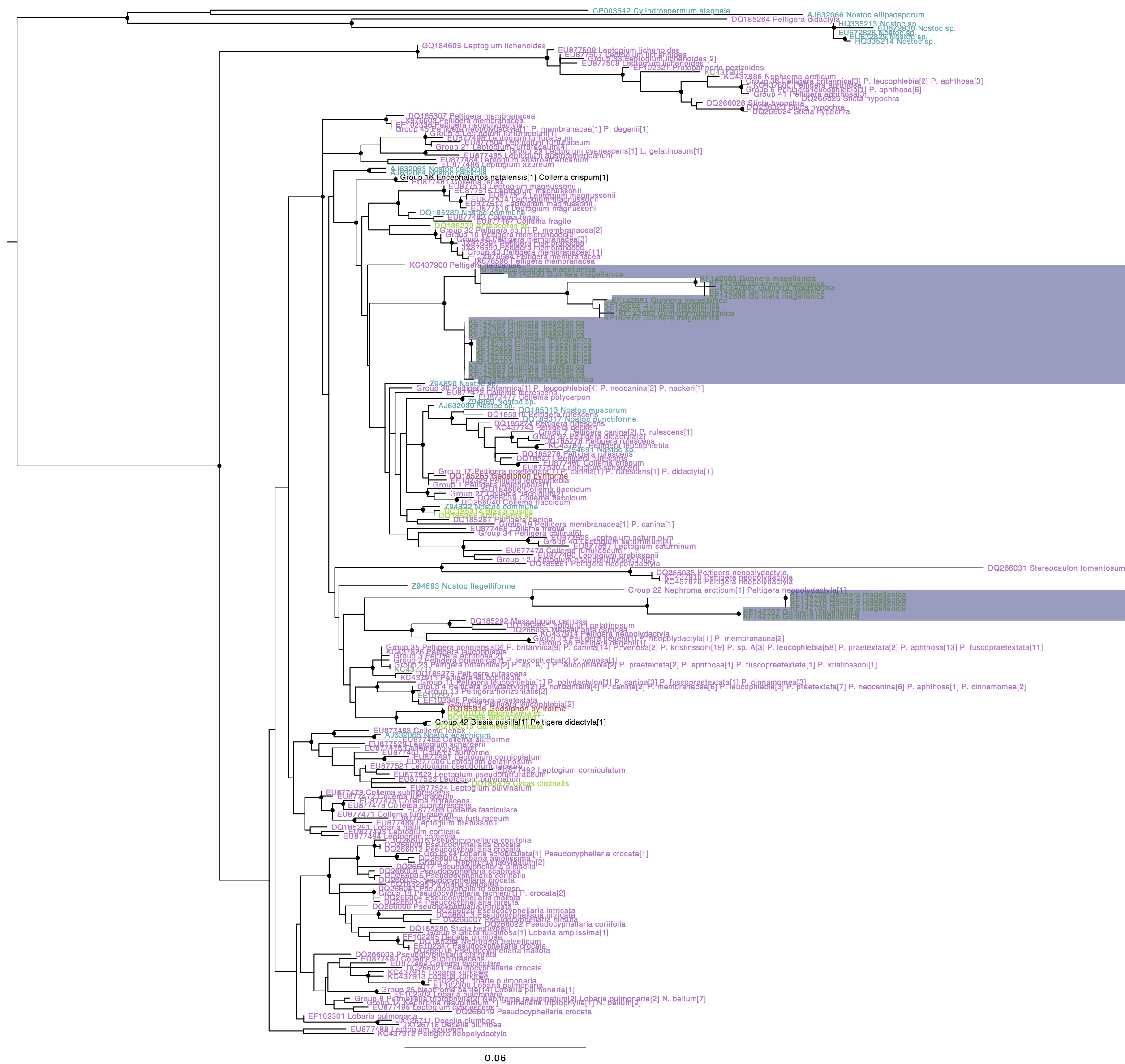 Nostoc rbcX phylogeny with Gunnera magellanica symbiont hilighted, coloured by type of association (purple: lichen photobionts, green: plant symbionts, blue: free-living, red: fungal endosymbiont). Names in black indicate genotypes found in more than one group. Circles on internal nodes indicate aLRT ≥0.9.