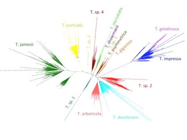 Trebouxia ITS phylogeny. Major clades are differentilly coloured and named according to authentic strains