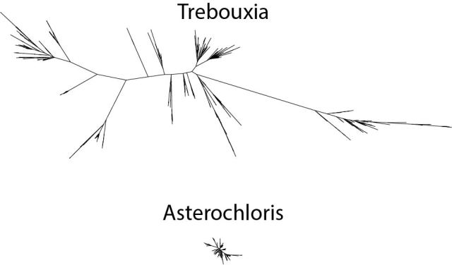 Trebouxia and Asterochloris ITS trees with branch lengths drawn to the same scale
