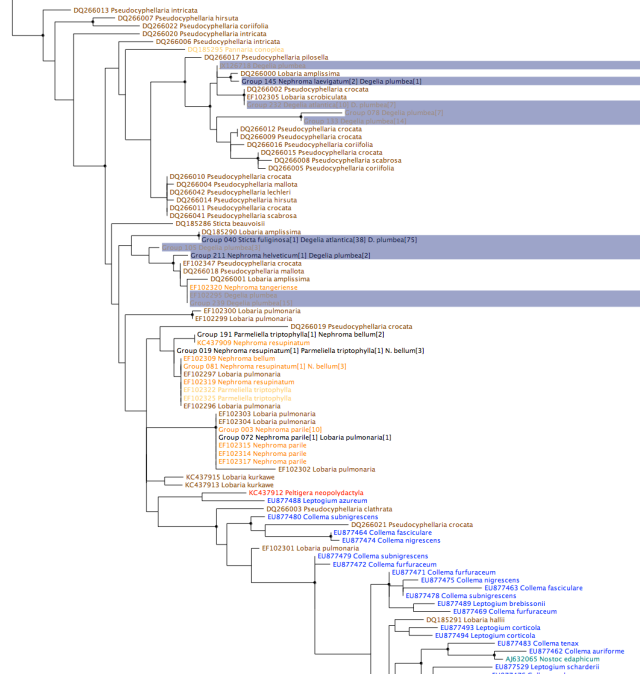 Nostoc rbcX phylogeny, zoomed in on 